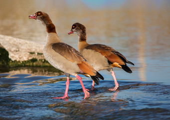 A pair of Egyptian geese fishing in the river