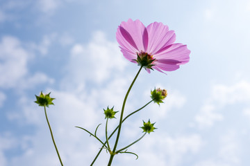 a flower against the sky