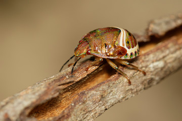 Image of beetle ladybird (Hippodamia variegata) on dry branches. Insect.  Animal.
