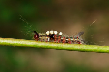 Image of worm on tree branch, A reptile that is common in nature Living under the ground Leaves and trees. Insect. Animal