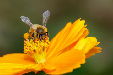 Image of bee or honeybee on yellow flower collects nectar. Golden honeybee on flower pollen. Insect. Animal