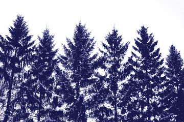 Background made of blue silhouettes of Christmas trees. Isolated spruces