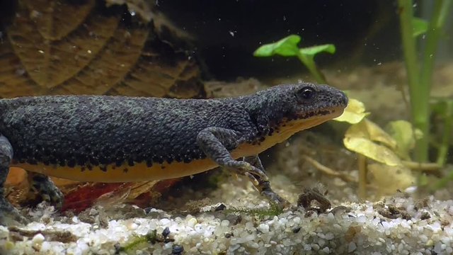 Bergmolche, Alpine newt, Ichthyosaura alpestris