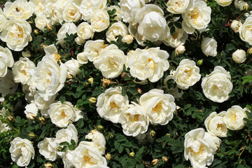 Obraz na płótnie Canvas A blooming bush of white roses. Festive floral background. White Rose. Copy space.