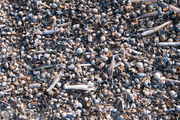 Vielfalt - Ansammlung von Muschelschalen am Strand von Norderney bei Ebbe