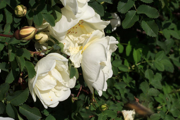 A blooming bush of white roses. Festive floral background. White Rose. Copy space.