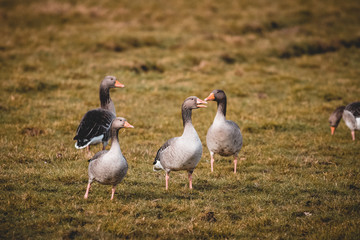 wild gray geese walking on grass near by a little river