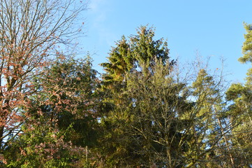 Nadelwald-Baumkronen.