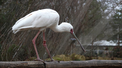 A spoonbill on a trunk.