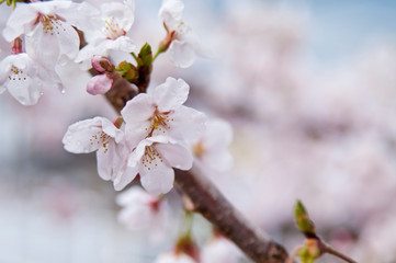Cherry blossoms after the rain.