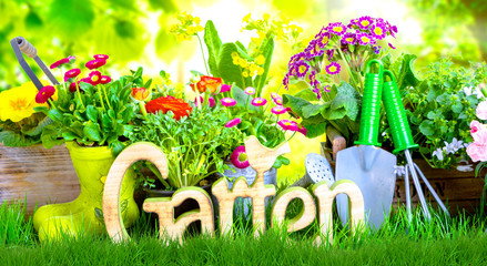 Garten Hintergrund Frühjahr Frühblüher 