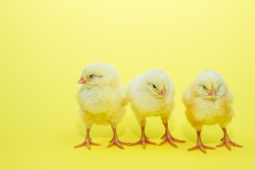 Little yellow chicken on yellow background