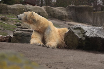 polar bear (Ursus maritimus), hypercarnivorous bear, stay on the rock, and lokking around