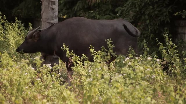 Buffalo Grassing in Meadows - Koh Samui - Thailand