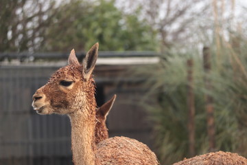 Obraz premium Vicugna (Lama Glama), portrait close up shoot