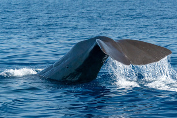 Sperm whale in the mediterranean sea tail detail