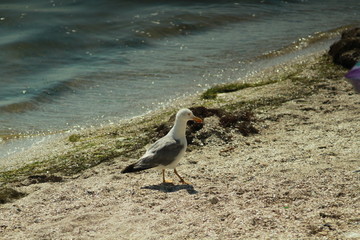 Möve