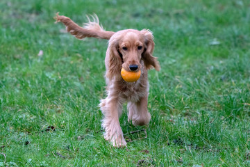 happy puppy dog cocker spaniel jumping