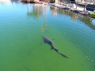 Shark bay 