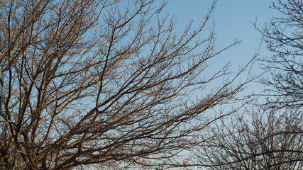 Fototapeta na wymiar Dried Tree Branches in a Blue Clear Autumn Sky