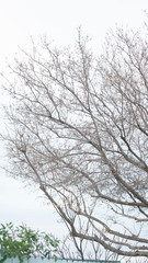 Fototapeta na wymiar Tree Branches in an Overcast Sky for Isolation