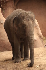 Naklejka premium young african elephant, shoot from rotterdam zoo - image 