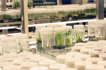 Plant in glass bottles collection on shelve of biotechnology laboratory. Tissue culture techniques...