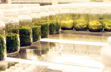 Plant in glass bottles collection on shelve of biotechnology laboratory. Tissue culture techniques used to maintain or grow plant cells.
