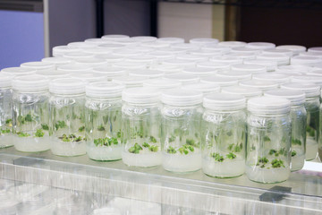 Plant in glass bottles collection on shelve of biotechnology laboratory. Tissue culture techniques...