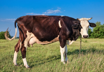 Obraz premium Cow grazing on the farm.
