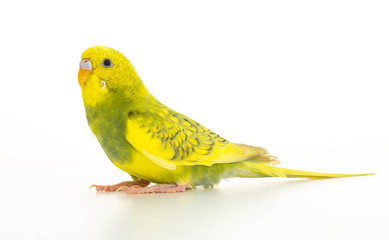 Wavy parrot yellow green isolated on white background