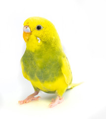 Wavy parrot yellow green isolated on white background