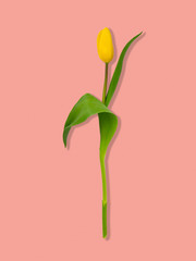 Tulpe mit rosa hintergrund-