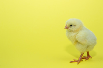 Little yellow chicken on yellow background