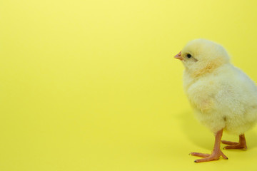 Little yellow chicken on yellow background