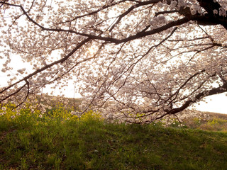 熊谷桜堤　菜の花と下から見上げる桜