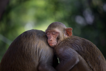 A Mother and Child Monkey Cuddled together with emotions