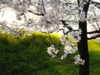 【熊谷桜堤】菜の花と垂れ下がる桜の枝／日本埼玉県熊谷市