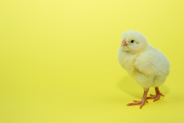 Little yellow chicken on yellow background