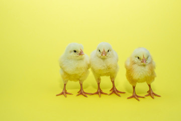 Little yellow chicken on yellow background