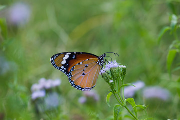 Beautiful Plain Tiger  butterfly sitting on the flower plant with a nice soft background in its natural habitat