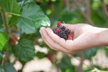 Mulberry fruit in hand of agriculturist in garden on nature background.
