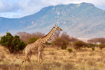 The giraffe is savage and pounding in safari in kenya, africa. Trees and grass with blurred mountains in the background.