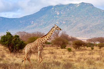 Fototapeta premium The giraffe is savage and pounding in safari in kenya, africa. Trees and grass with blurred mountains in the background.