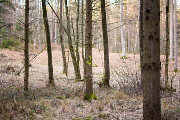 a tree with a yellow question mark on the surface