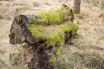 an old log with green moss over the surface