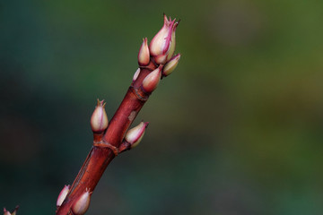 Plant buds in spring.
