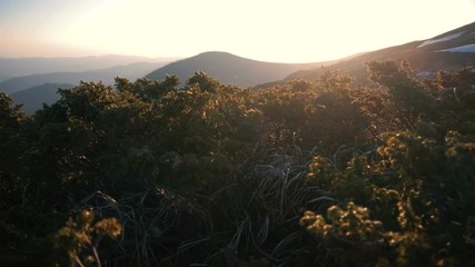 Low leafy trees under the bursts of wind at sunset in the Crpathians