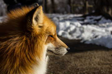 A portrait of the fox in Shiroishi Zao, Japan
