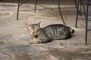 Homeless cat at road side.
